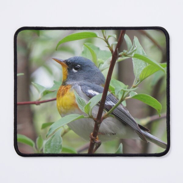 Item preview, Northern Parula designed and sold by Zoo and Nature Photography by Karie.