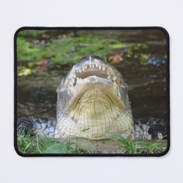 Item preview, American Alligator at the National Zoo designed and sold by Zoo and Nature Photography by Karie.