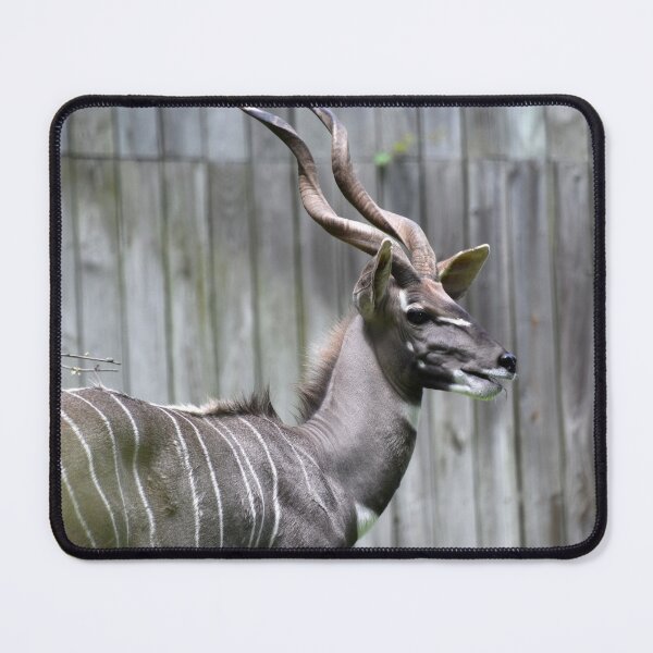 Item preview, Lesser Kudu at the National Zoo designed and sold by Zoo and Nature Photography by Karie.