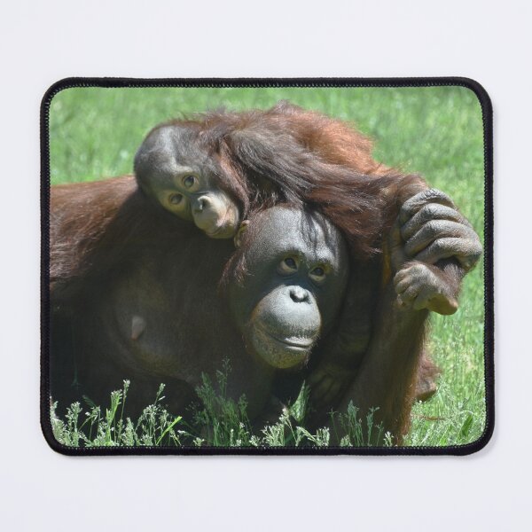 Item preview, Bornean Orangutans Redd and Batang at the National Zoo designed and sold by Zoo and Nature Photography by Karie.