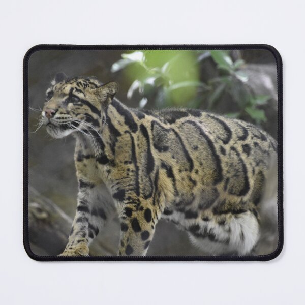 Item preview, Clouded Leopard at the National Zoo designed and sold by Zoo and Nature Photography by Karie.