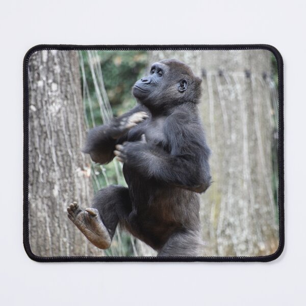 Item preview, Gorilla Anaka at Zoo Atlanta designed and sold by Zoo and Nature Photography by Karie.