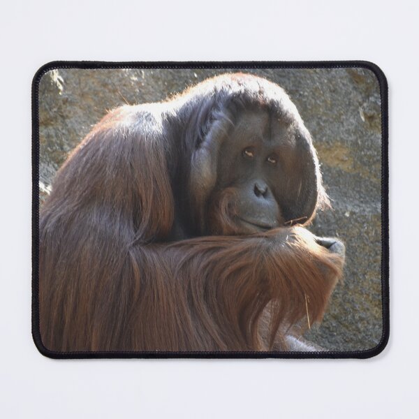 Item preview, Orangutan Satu at Zoo Atlanta designed and sold by Zoo and Nature Photography by Karie.
