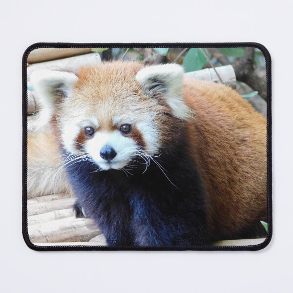 Item preview, Red Panda Idgie at Zoo Atlanta designed and sold by Zoo and Nature Photography by Karie.