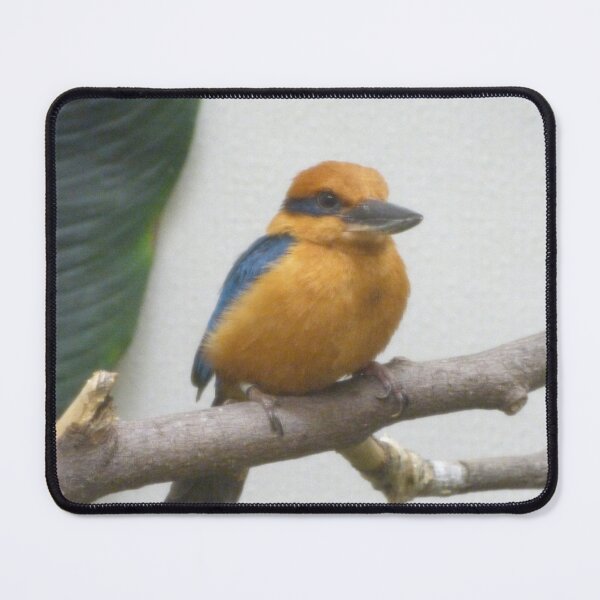Item preview, Guam Kingfisher at the National Zoo designed and sold by Zoo and Nature Photography by Karie.