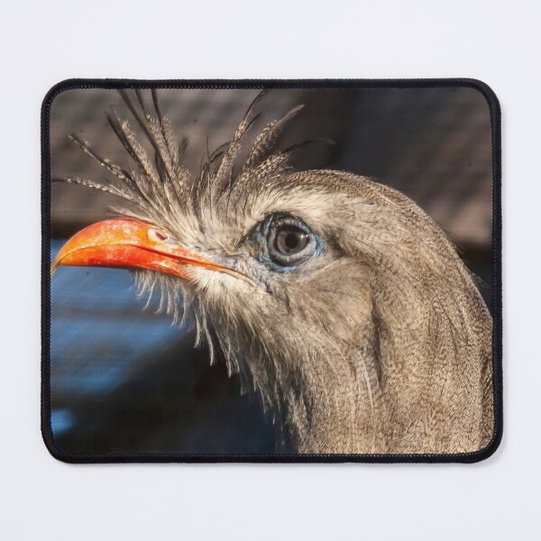 Item preview, Seriema at the National Zoo designed and sold by Zoo and Nature Photography by Karie.