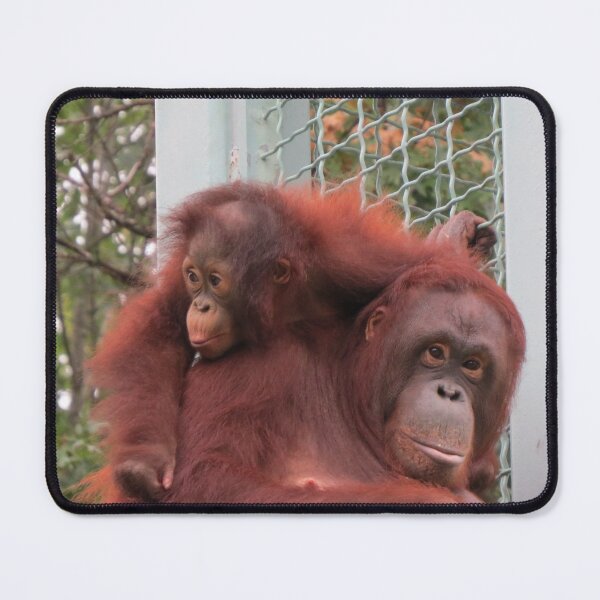Item preview, Orangutans Redd and Batang at the National Zoo designed and sold by Zoo and Nature Photography by Karie.
