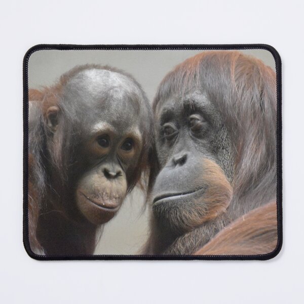 Item preview, Orangutans Redd and Iris at the National Zoo designed and sold by Zoo and Nature Photography by Karie.