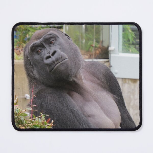 Item preview, Gorilla Kojo at the National Zoo designed and sold by Zoo and Nature Photography by Karie.