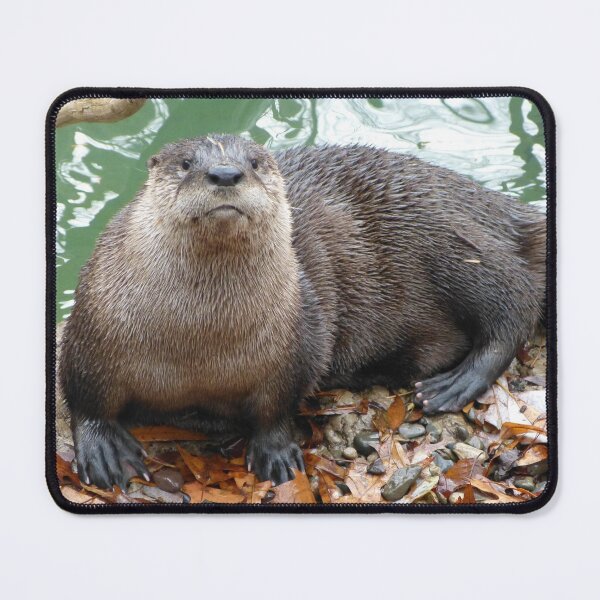 Item preview, River Otter at the National Zoo designed and sold by Zoo and Nature Photography by Karie.