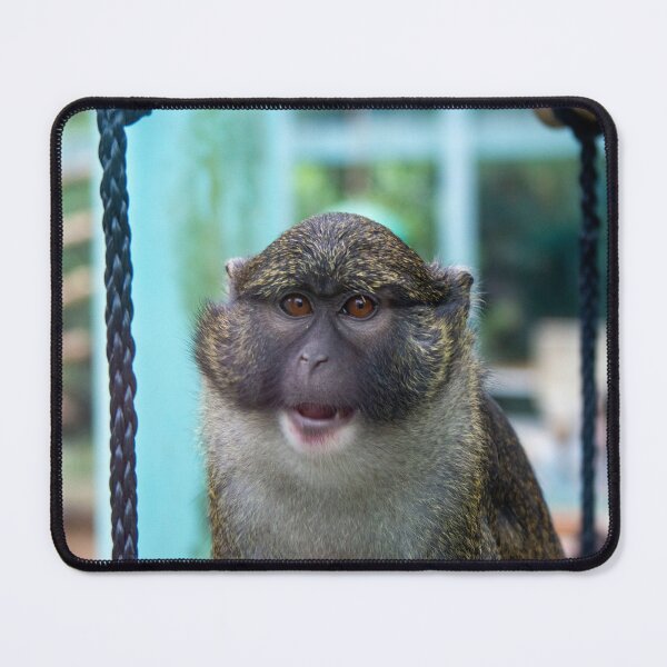 Item preview, Allen's Swamp Monkey at the National Zoo designed and sold by Zoo and Nature Photography by Karie.