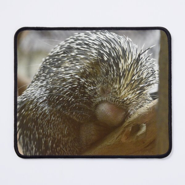 Item preview, Prehensile-tailed Porcupine at the National Zoo designed and sold by Zoo and Nature Photography by Karie.