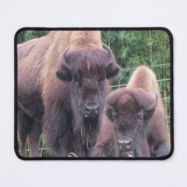 Item preview, Bison at the National Zoo designed and sold by Zoo and Nature Photography by Karie.