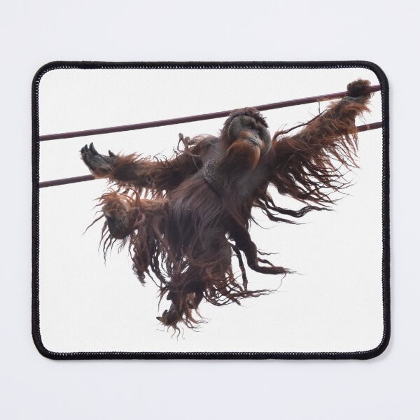 Item preview, Orangutan Kiko on the O-Line at the National Zoo designed and sold by Zoo and Nature Photography by Karie.