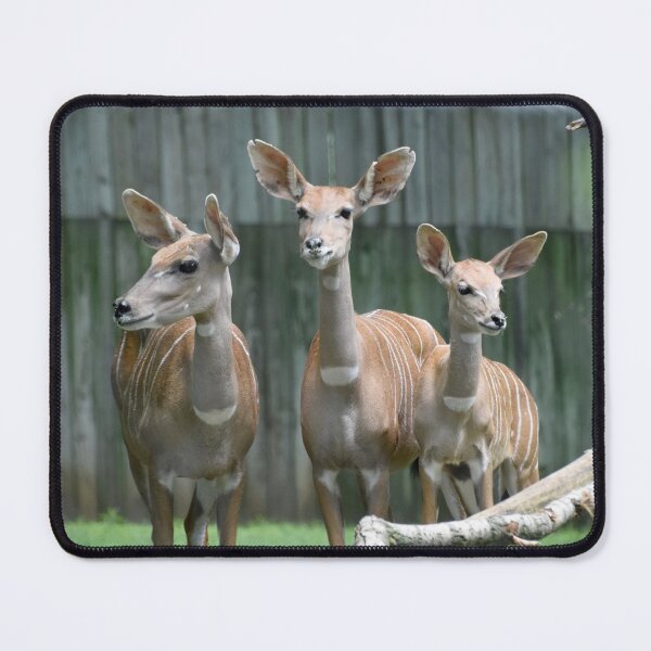 Item preview, Lesser Kudu at the National Zoo designed and sold by Zoo and Nature Photography by Karie.