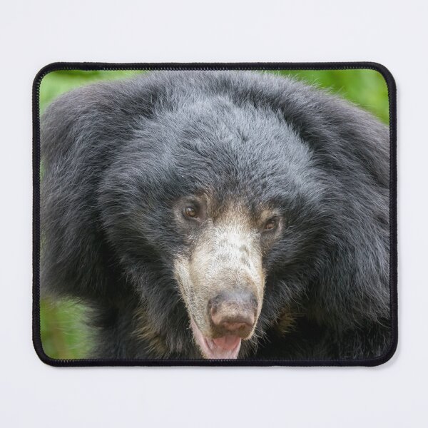 Item preview, Sloth Bear at the National Zoo designed and sold by Zoo and Nature Photography by Karie.