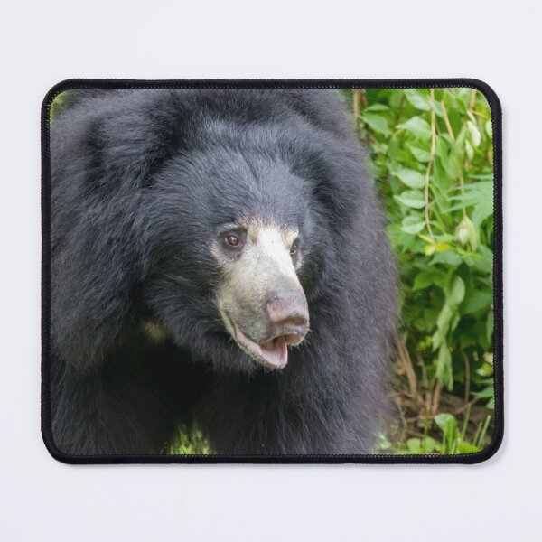 Item preview, Sloth Bear at the National Zoo designed and sold by Zoo and Nature Photography by Karie.