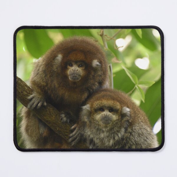 Item preview, Titi Monkeys at the National Zoo designed and sold by Zoo and Nature Photography by Karie.