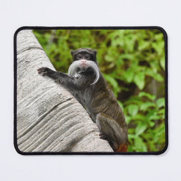 Item preview, Emperor Tamarin at the National Zoo designed and sold by Zoo and Nature Photography by Karie.
