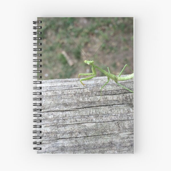 Item preview, Preying mantis  designed and sold by Rixoppida.