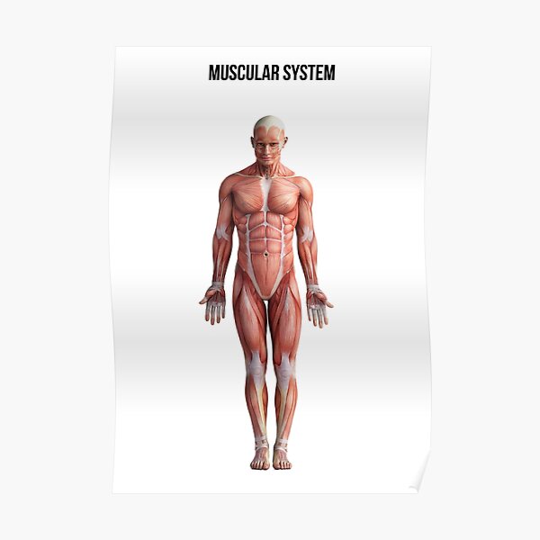 Human Muscular System" Sale by anatomyworld | Redbubble