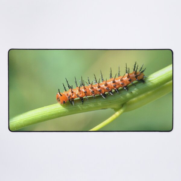 Artikelvorschau, Golf Perlmutterfalter Caterpillar In Bewegung entworfen und verkauft von What I See by Dawne.