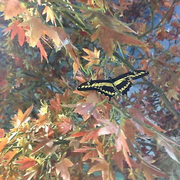 Artwork thumbnail, Butterfly fall by Rixoppida