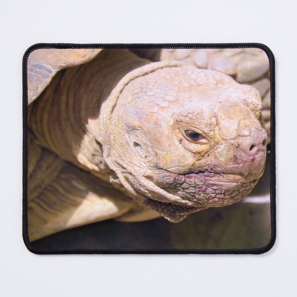 Item preview, Tortoise Without The Hare designed and sold by What I See by Dawne.