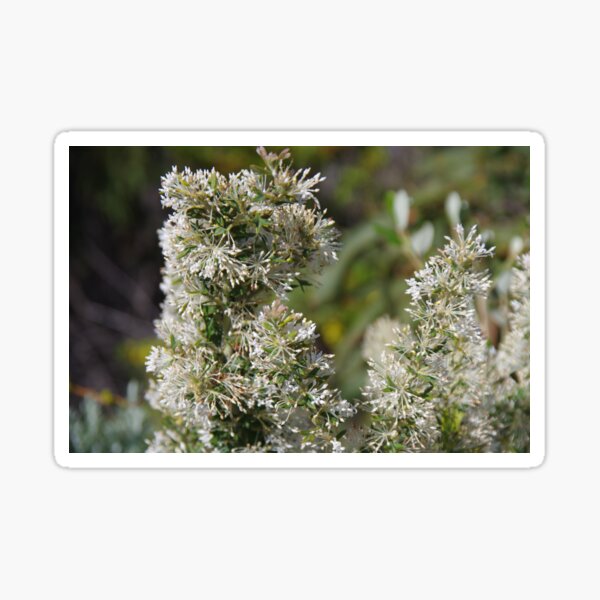 Item preview, White Grevillea 2 designed and sold by lezvee.