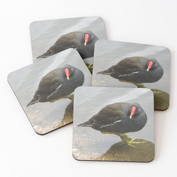 Item preview, Balancing Moorhen in Shallow Water Photograph designed and sold by naturegallery.