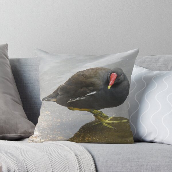 Item preview, Balancing Moorhen in Shallow Water Photograph designed and sold by naturegallery.