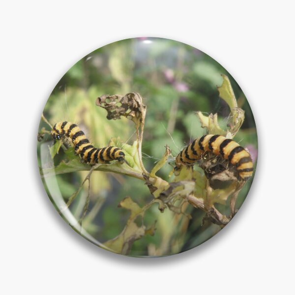 Item preview, Cinnabar Moth Caterpillars Macro Photograph designed and sold by naturegallery.