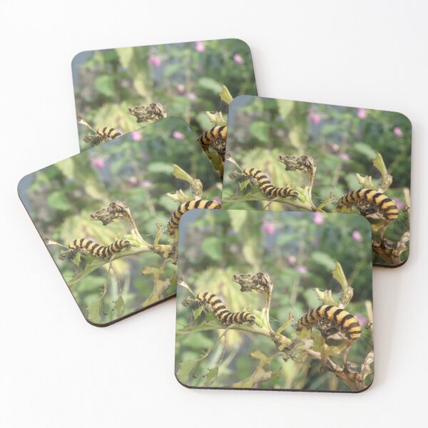 Item preview, Cinnabar Moth Caterpillars Macro Photograph designed and sold by naturegallery.