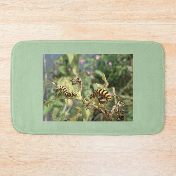 Item preview, Cinnabar Moth Caterpillars Macro Photograph designed and sold by naturegallery.