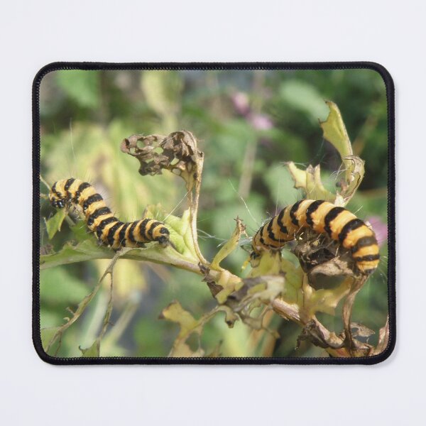 Item preview, Cinnabar Moth Caterpillars Macro Photograph designed and sold by naturegallery.