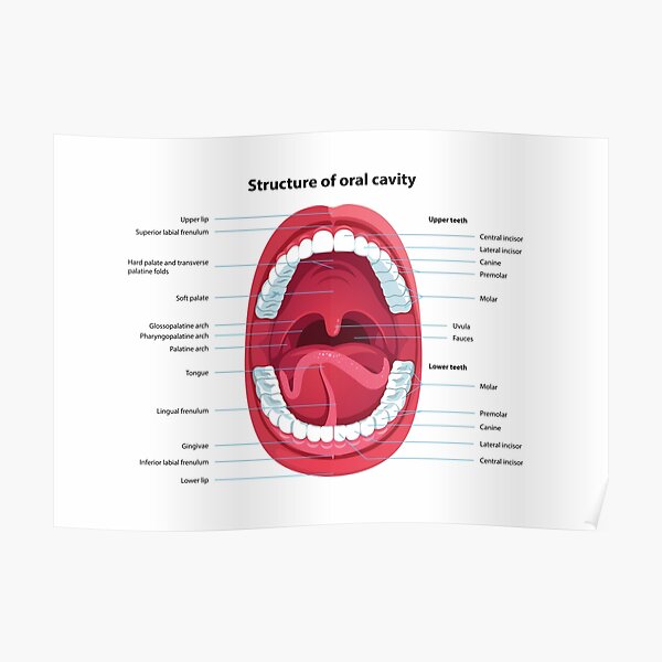 "Structure of oral cavity" Poster for Sale by anatomyworld Biology Diagrams