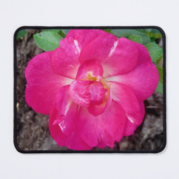 Item preview, Candy Striped Rose designed and sold by Shulie1.
