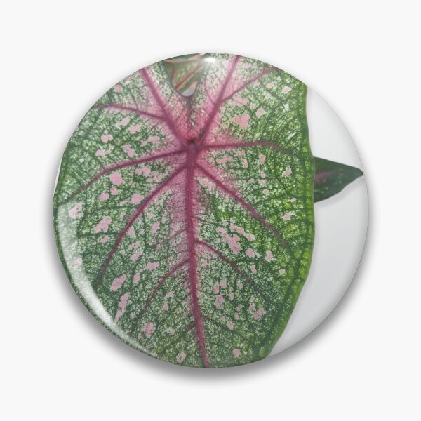 Item preview, Pretty Caladium designed and sold by iloveplantsalot.
