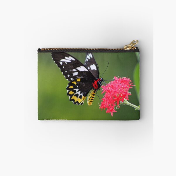 Item preview, Cairns birdwing (female) designed and sold by robmac.