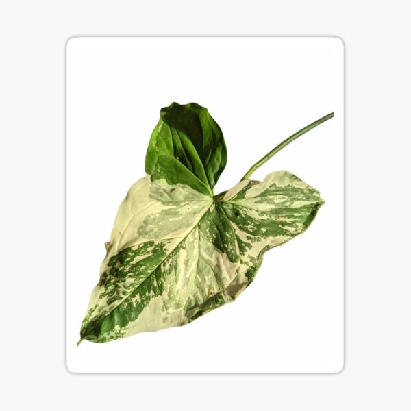Vista previa del artículo con la obra «Syngonium de Albo», diseñado y vendido por iloveplantsalot.