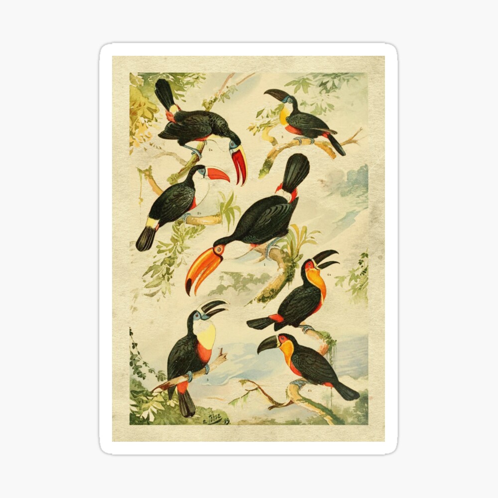 Tucanos Poster For Sale By Meteora | Redbubble