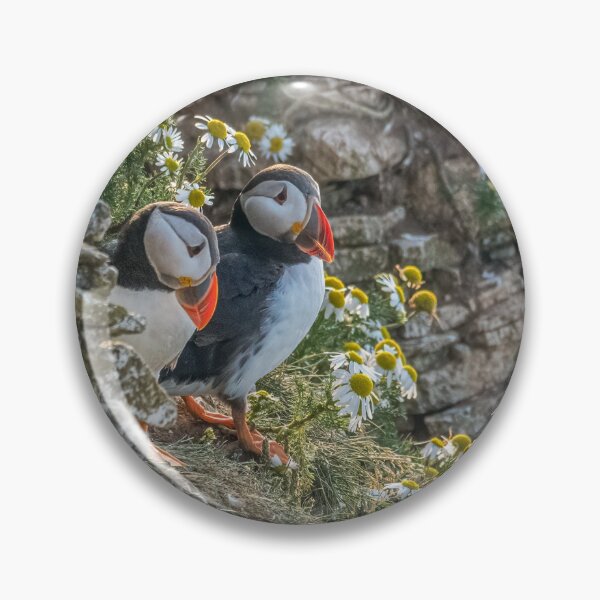 Item preview, Atlantic puffins (Fratercula arctica) designed and sold by Steve Liptrot Photography.