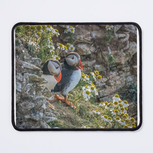 Item preview, Atlantic puffins (Fratercula arctica) designed and sold by Steve Liptrot Photography.