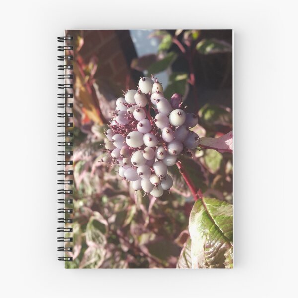Item preview, Red-Osier Dogwood Berries designed and sold by Lucykateuk.
