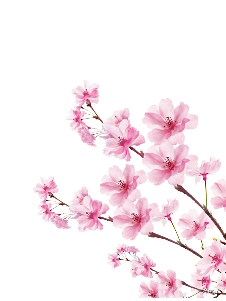 Sakura Kirschblüte von Xing7