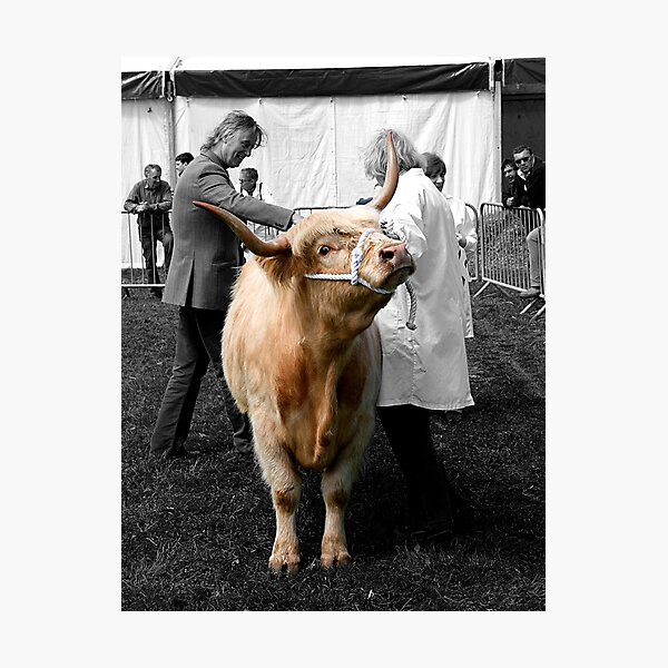 Item preview, Northumberland Show Bull 2012 designed and sold by axp7884.