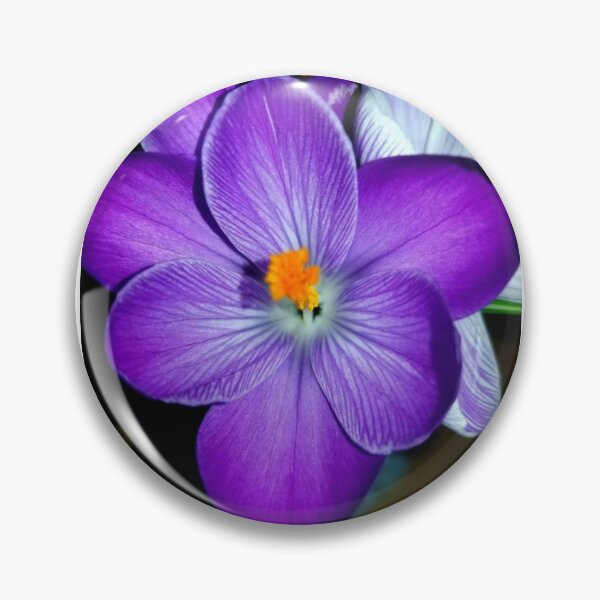 Item preview, Purple Crocus  designed and sold by JustForFun91.