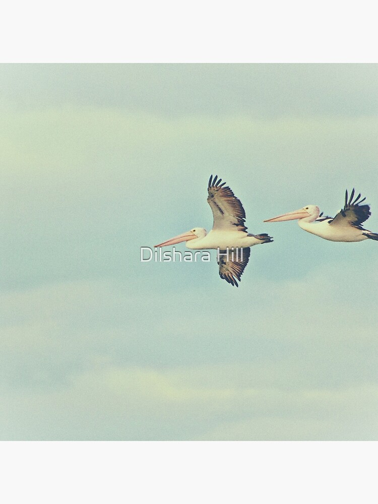 Pelicans in flight by dilshara