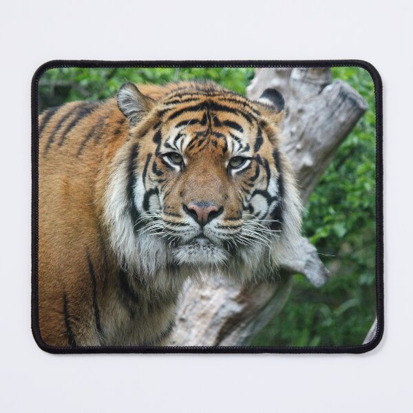 Item preview, Eye Contact designed and sold by LeanneAllen.