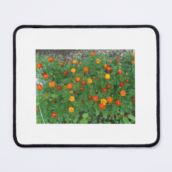 Marigold flowers Mouse Pad